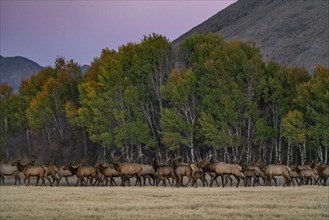 Herd of elk at dusk near Sun Valley