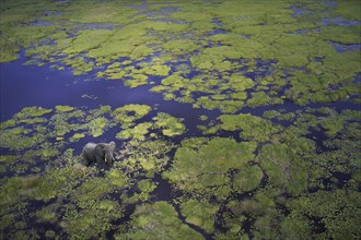 Aerial view of elephant walking in remote river