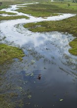 Hippopotamus swimming in rural river