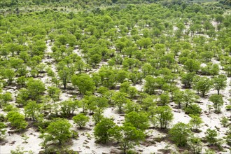 Aerial view of trees in flat remote landscape