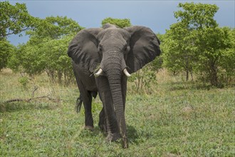 Elephant walking in field