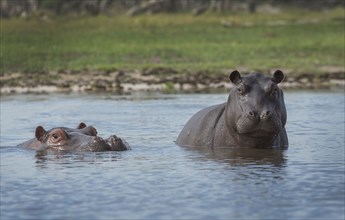 Hippopotamus swimming in remote water hole