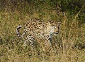 Leopard walking in tall grass