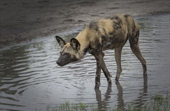 Hyena walking in water hole