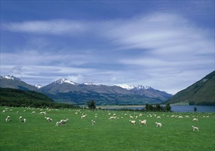 Flock of sheep grazing in rural field