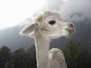 Close up of llama standing near mountain