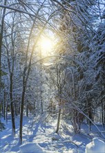 Sunshine over trees in snowy forest