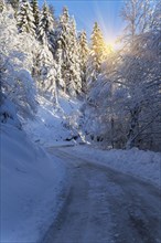 Sunshine over path in snowy forest