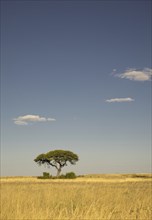 Tree growing in remote savanna field