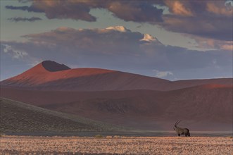Animal grazing in remote desert landscape