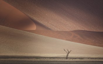 Tree growing in sand dunes in desert landscape