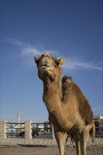 Low angle view of camel under blue sky