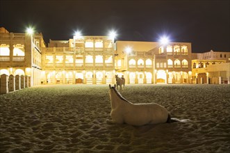 Horse laying in sand outside illuminated building