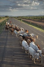 Herd of cattle walking on road