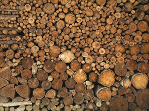 Pile of cut logs