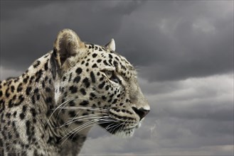 Leopard under cloudy sky