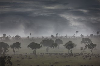Storm clouds over savanna field