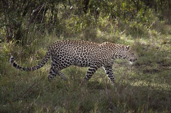 Leopard walking in grass