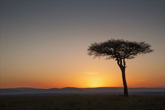 Tree at sunset in savanna landscape