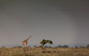 Giraffe grazing in savanna field
