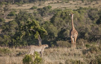 Leopard hunting giraffe in savanna field