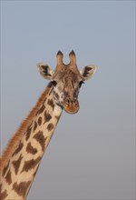 Close up of giraffe against blue sky