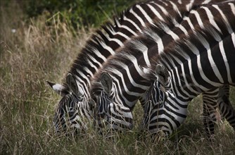 Zebras grazing in field