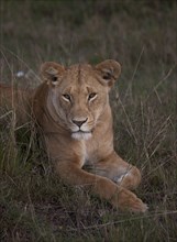 Lioness laying in grass