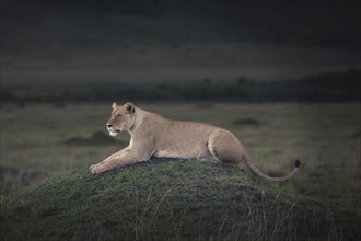 Lioness laying in field