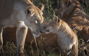 Lioness and cub nuzzling in grass