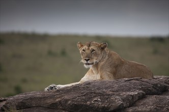 Lioness laying on tree