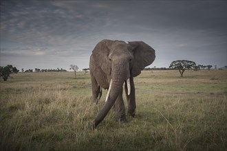 Elephant walking in savanna field