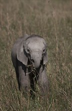 Elephant calf grazing in savanna field