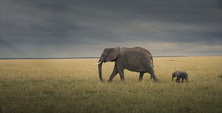 Elephant and calf grazing in savanna field