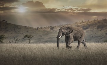 Elephant grazing in savanna field