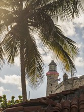 Palm tree near El Morro Fortress