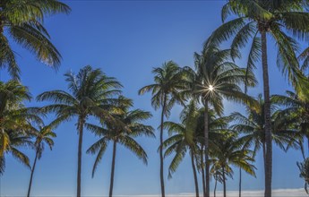 Sun shining through palm trees