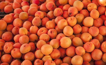 Close up of pile of peaches