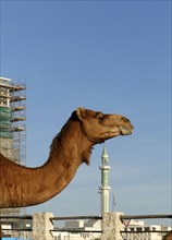 Profile of camel under blue sky