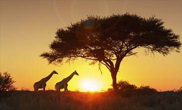 Giraffes under tree at sunset in Etosha National Park