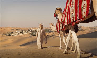 Middle Eastern man walking camels in desert