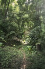 Narrow path winding through dense forest