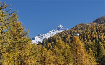 Autumn trees near snow covered mountains