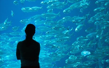 Silhouette of Caucasian woman admiring fish at aquarium
