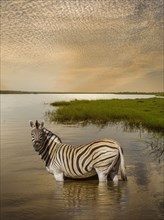 Zebra wading in river