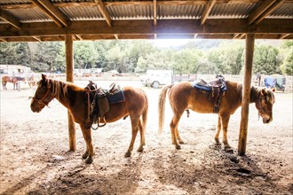 Horses standing under canopy on ranch