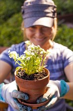 Caucasian woman potting plants outdoors