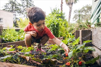 Mixed race boy picking strawberry in garden