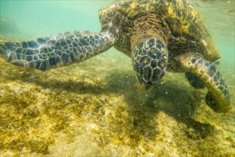 Close up of sea turtle swimming underwater