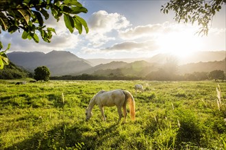 Sunbeams shining over horses grazing in rural field
